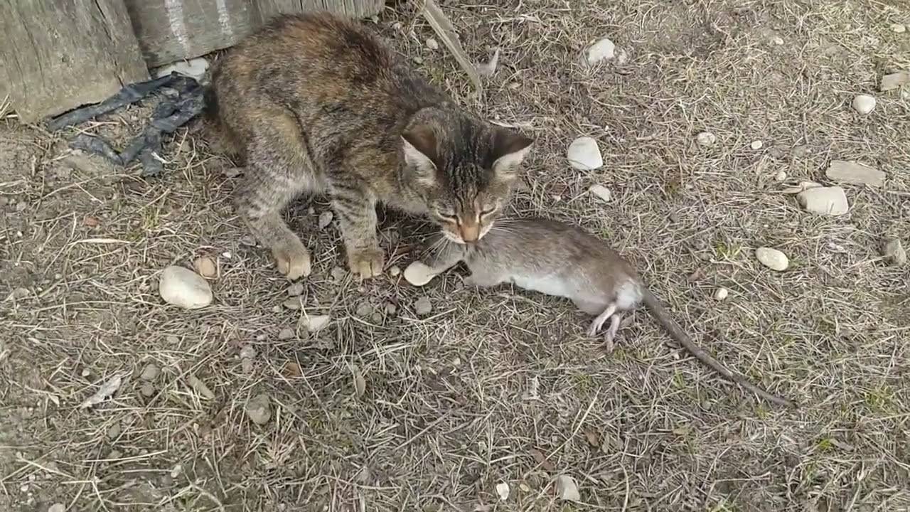 Если кошку стерилизовать будет ли она ловить мышей?