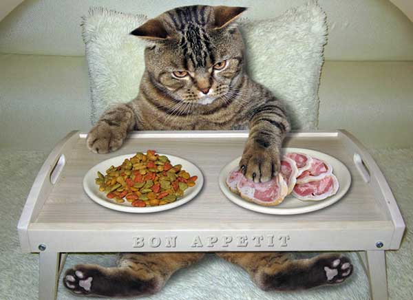 Стерилизованный кот: как правильно кормить кота кастрата, старого кастрированного британца, как правильно кормить сухим кормом кота после кастрации