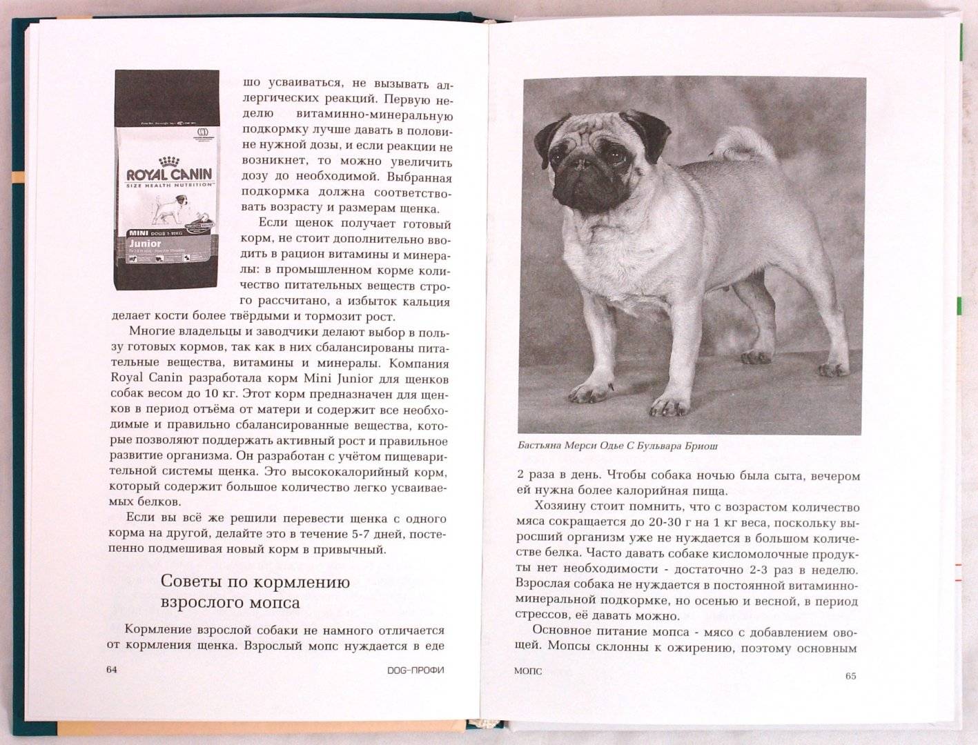 Мопс — описание породы собаки от а до я