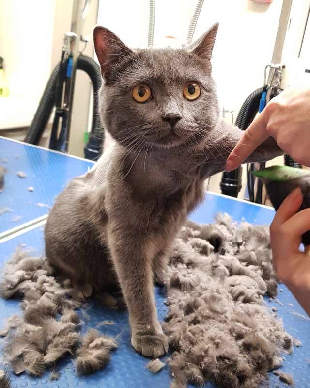 Как подстричь кошку в домашних условиях: пошаговая инструкция