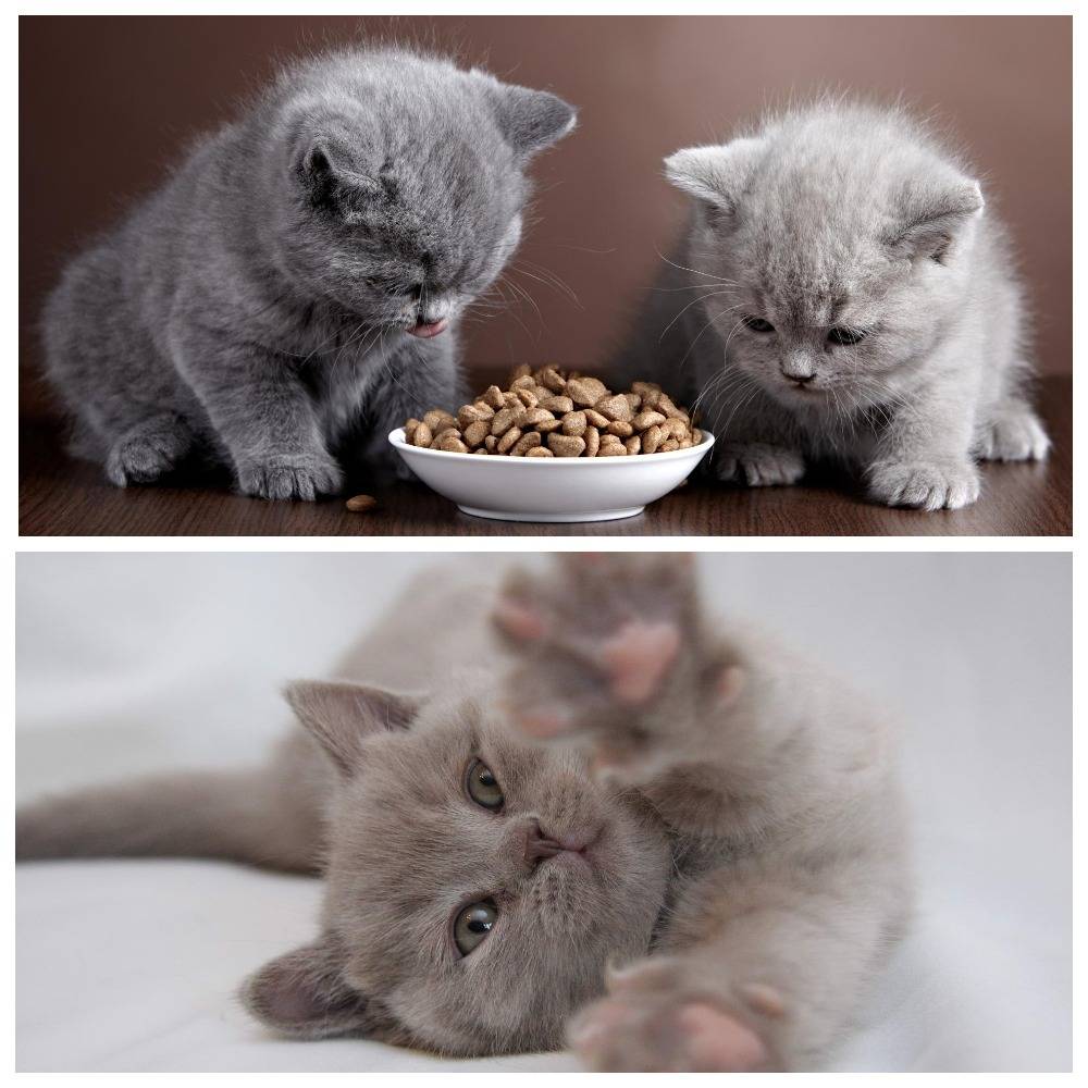 Корм для британских кошек: чем лучше кормить британцев и что важно учитывать при выборе?