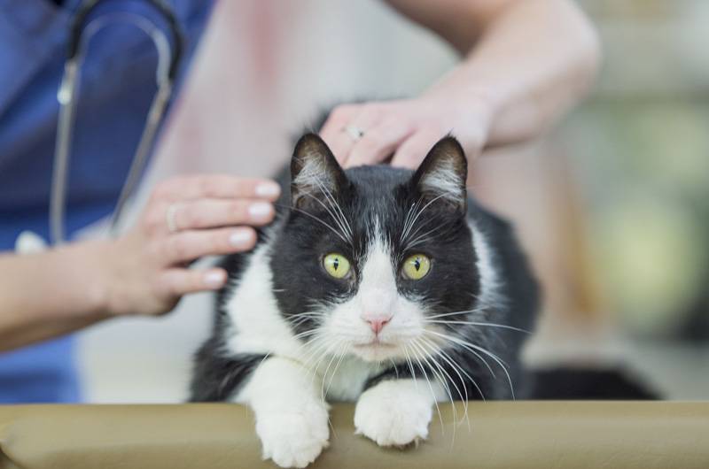 Стресс у кошек, симптомы, лечение: как успокоить кота после переезда или посещения ветеринара?