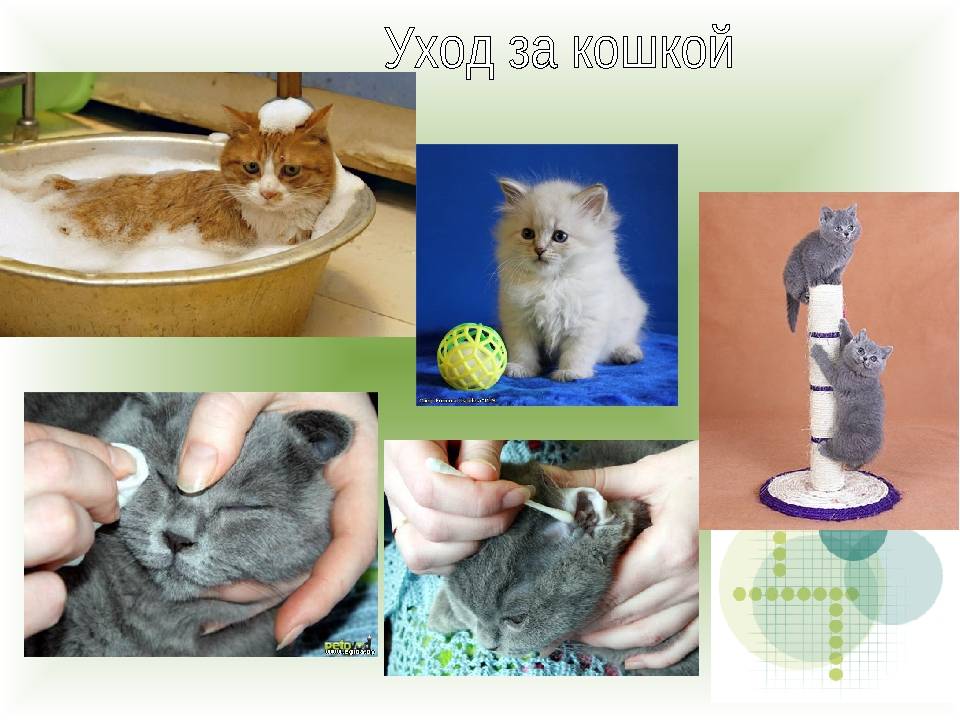 Варианты как правильно покормить котенка в 1 месяц: примеры оторванных от кошки