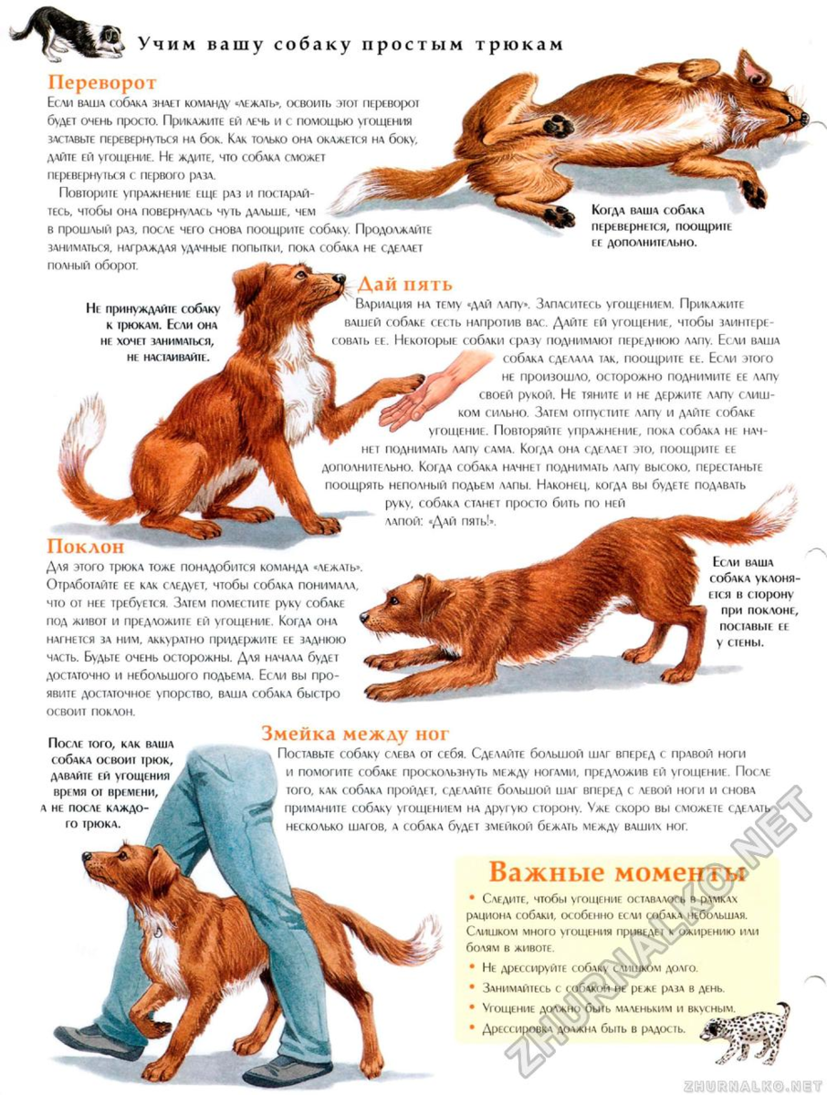 Как научить собаку командам лежать, сидеть, фас, умри, дай лапу и рядом - pet-mir.ru