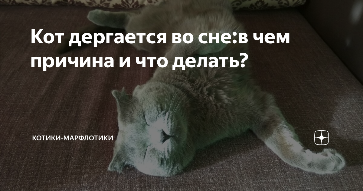 Отчего дергается. Кот дергается во сне. Котик дёргается во сне. Дерганый кот. Почему кот дергается во сне.