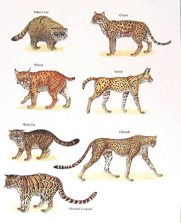 10 очаровательных диких кошек, о которых мы так мало знаем – zagge.ru