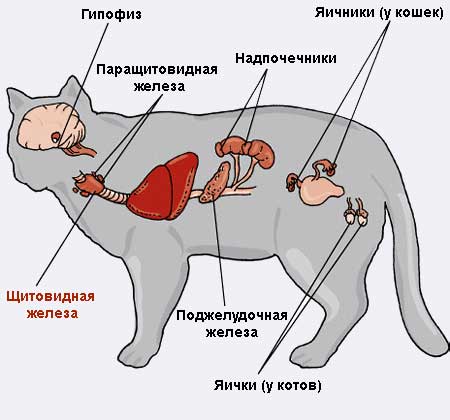 Гипертиреоз у кошек: симптомы и лечение