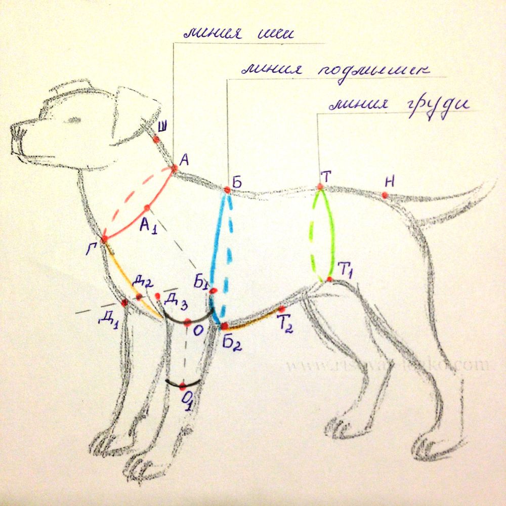 Холка у собаки: где ее найти и как правильно измерить рост питомца в холке?