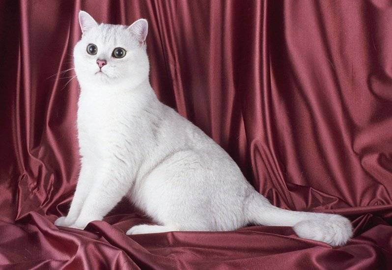 Британская кошка белого окраса