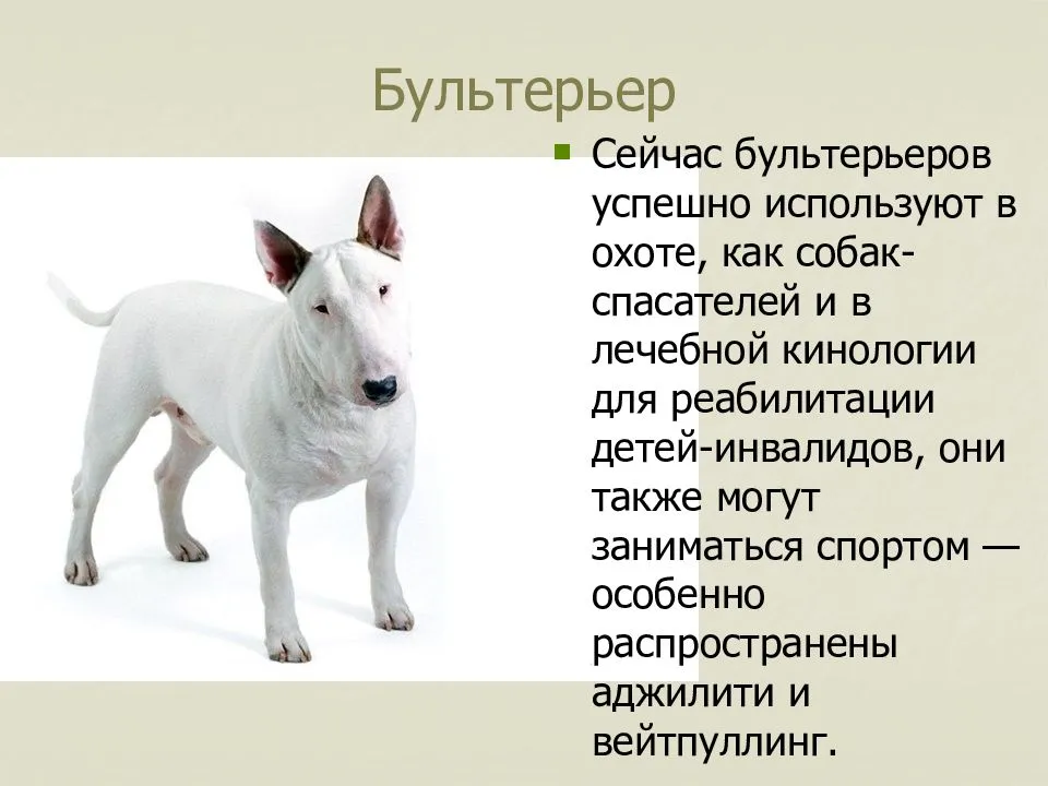 Миниатюрный бультерьер: фото, описание породы, щенки, характеристика, размеры, стандарт собаки, стоимость