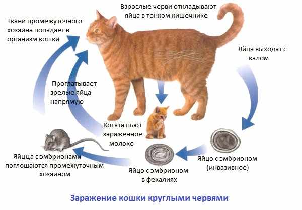 Почему нельзя обнимать котов - причины и последствия