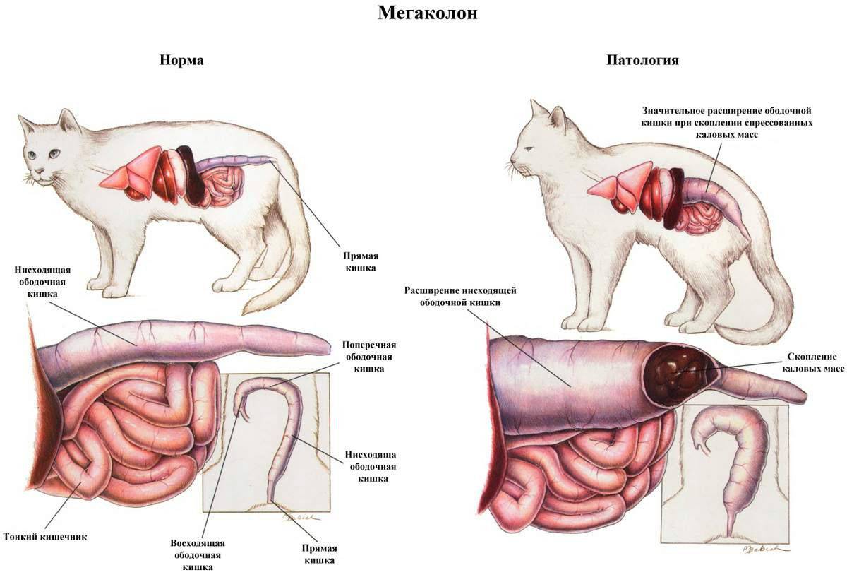 Атония кишечника у кошки
