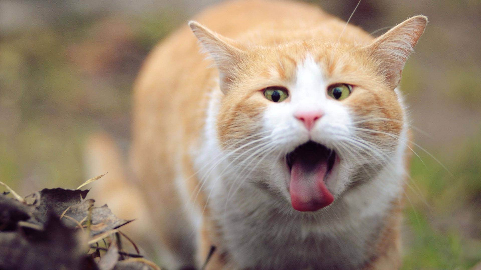 Неприятный запах изо рта у кошек