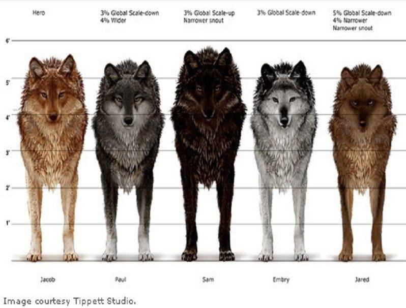 Как отличить волка от собаки