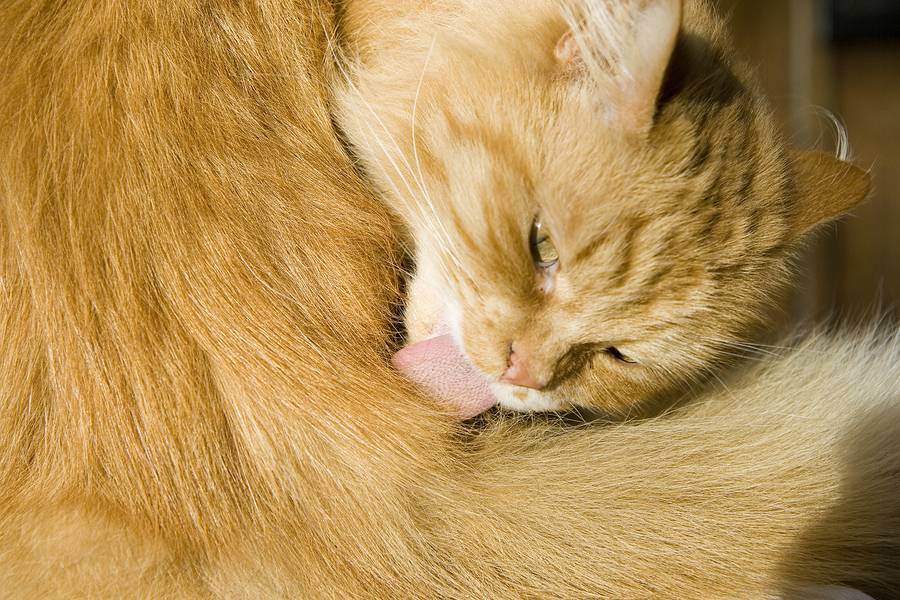 Кот постоянно лижется под хвостом — причины и нужно ли беспокоиться | кот и кошка