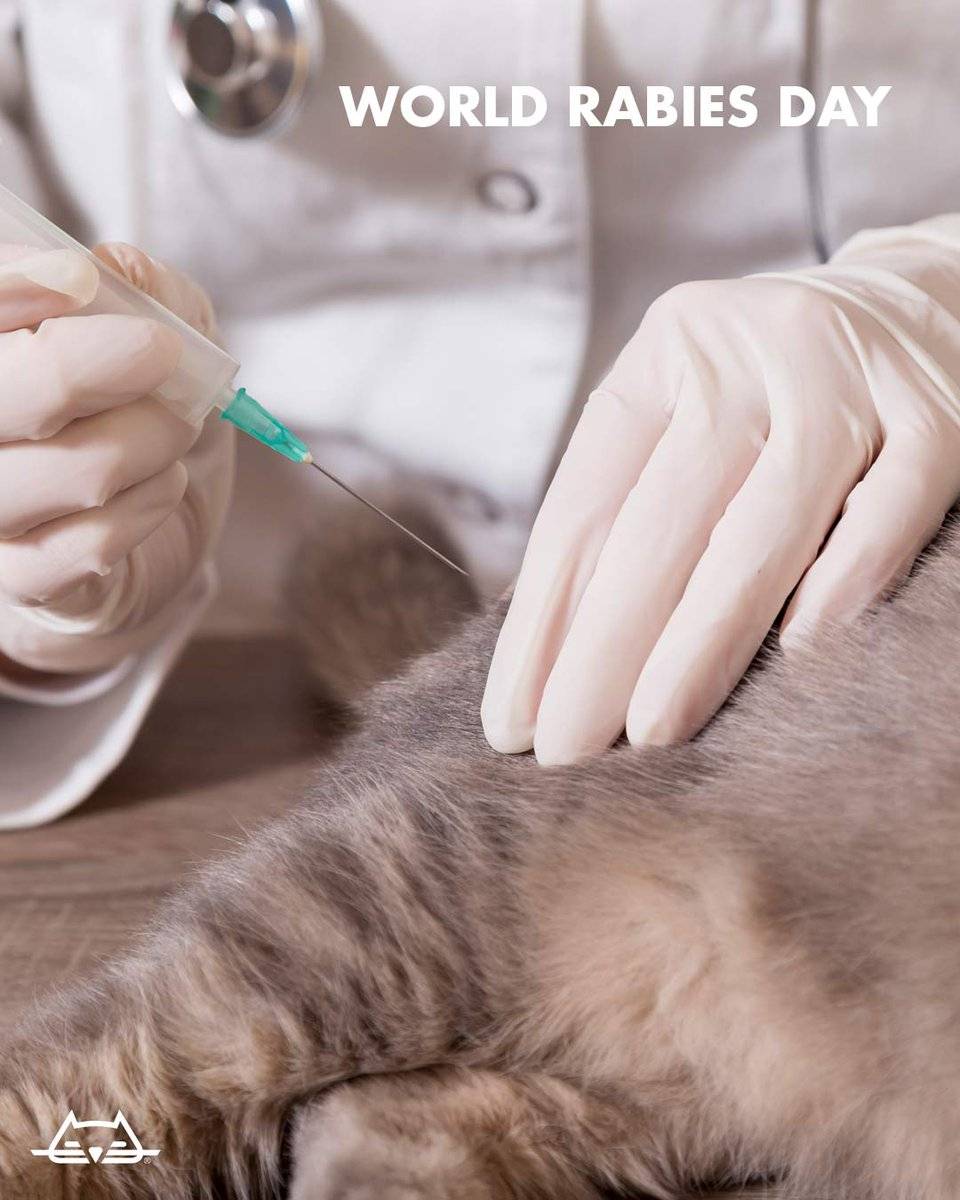 Стерилизация кошки: что это такое, с какого возраста проводят операцию, какие плюсы и минусы есть у стерилизации