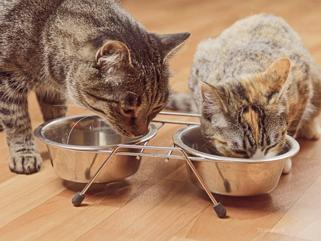Зачем домашний кот пытается закопать свою еду?