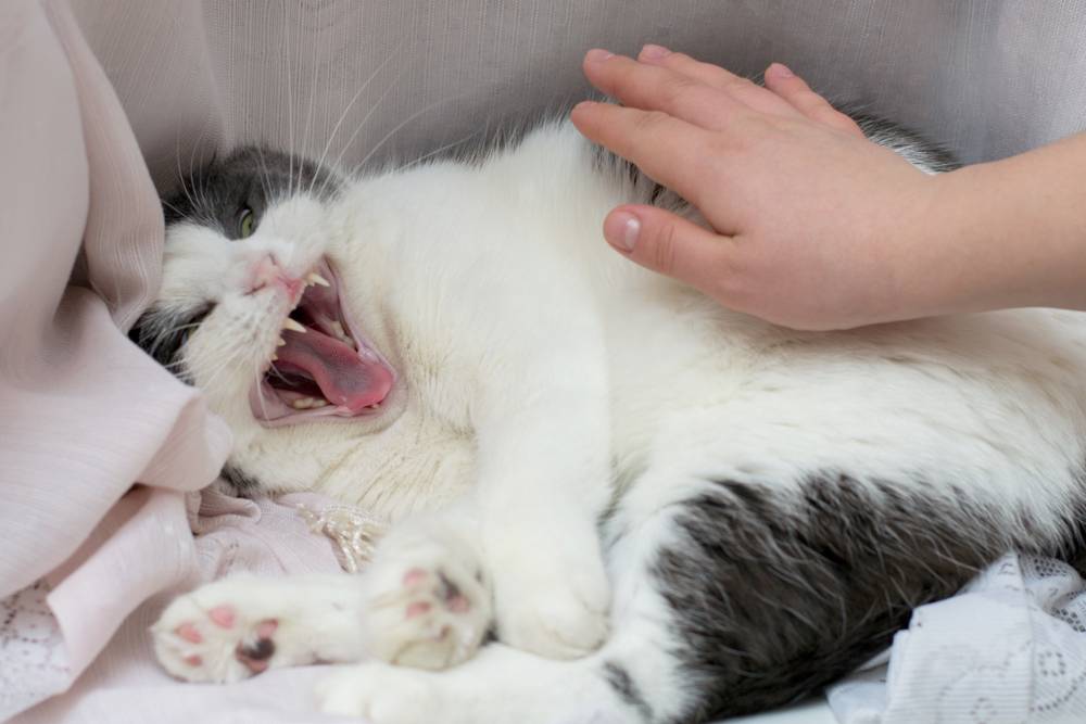 Агрессивный котенок: причины, признаки, что делать, во сне