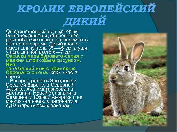 Заяц описание для детей. Описание кролика. Европейский дикий кролик. Краткая информация о кролике. Характеристика кролика.