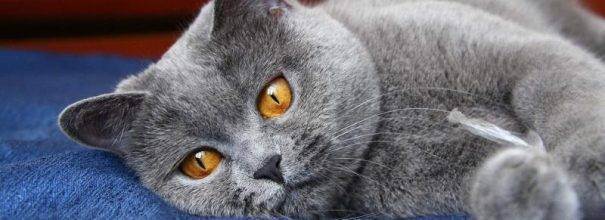 Британская шиншилла: кошка с роскошным окрасом и благородными манерами