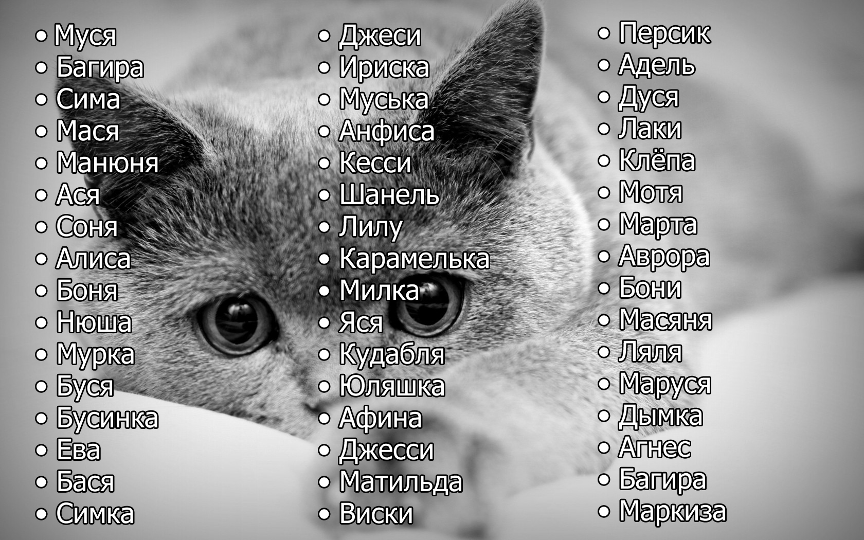 Имена для котов мальчиков - сотни красивых и прикольных кличек! | сайт «мурло»