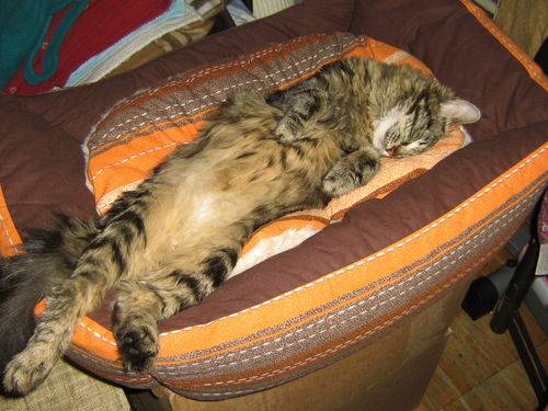 Котик — тёпленький животик: почему кошки спят на нас