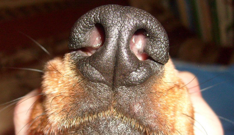 Почему сухой нос у собаки: причины, что делать, как лечить