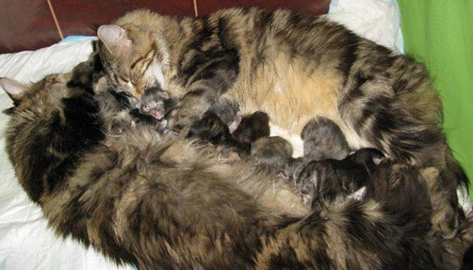 Сколько ходят беременные кошки британские – срок вынашивания котят    