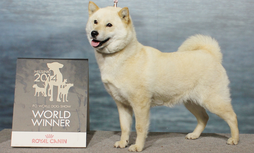 Хоккайдо: порода собак из японии, характер и уход за ними | medeponim.ru
