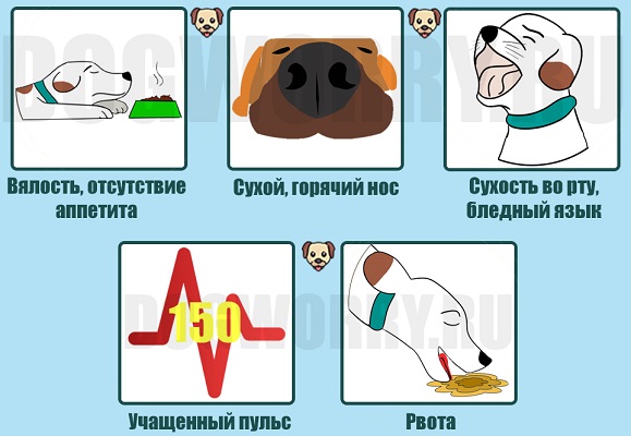 Почему собака горячая? у собаки горячий нос, уши, голова, лапы, живот, язык