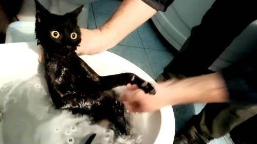 Как согреть кошку после купания. как высушить кота после купания. как правильно высушить кошку после купания