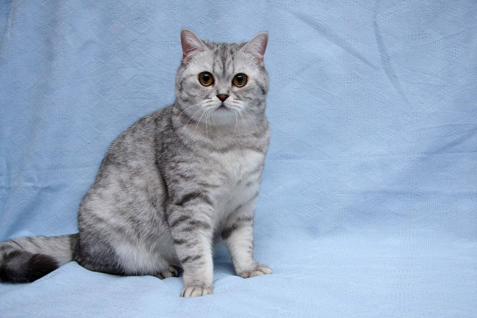Порода кошек из рекламы «whiskas»