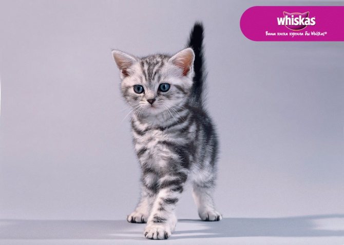 Кошки каких пород снимались в рекламе вискас? какого котенка выбрать- советы +видео