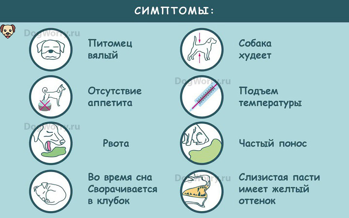 Гастрит у кошек симптомы лечение