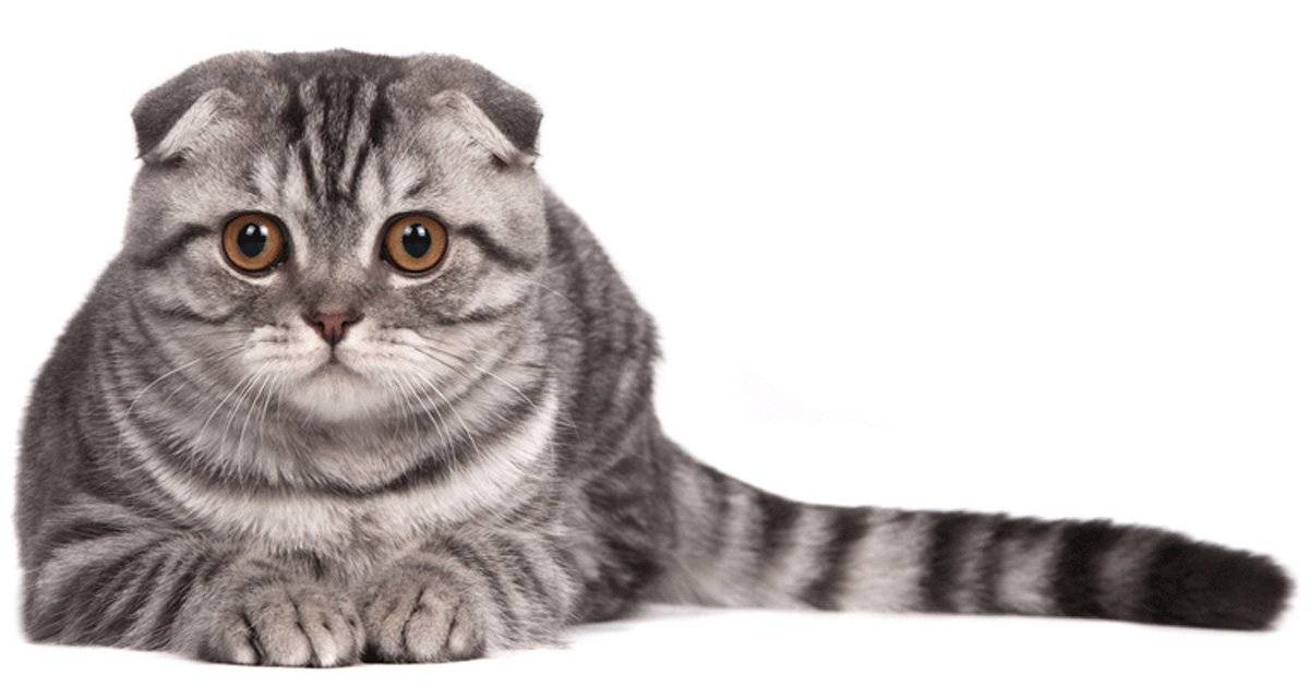 Можно ли сводить вислоухую кошку с вислоухим котом: как правильно скрещивать шотландцев
