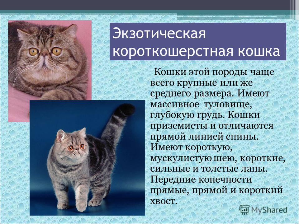 Американская короткошерстная кошка (фото): кошачий долгожитель - kot-pes