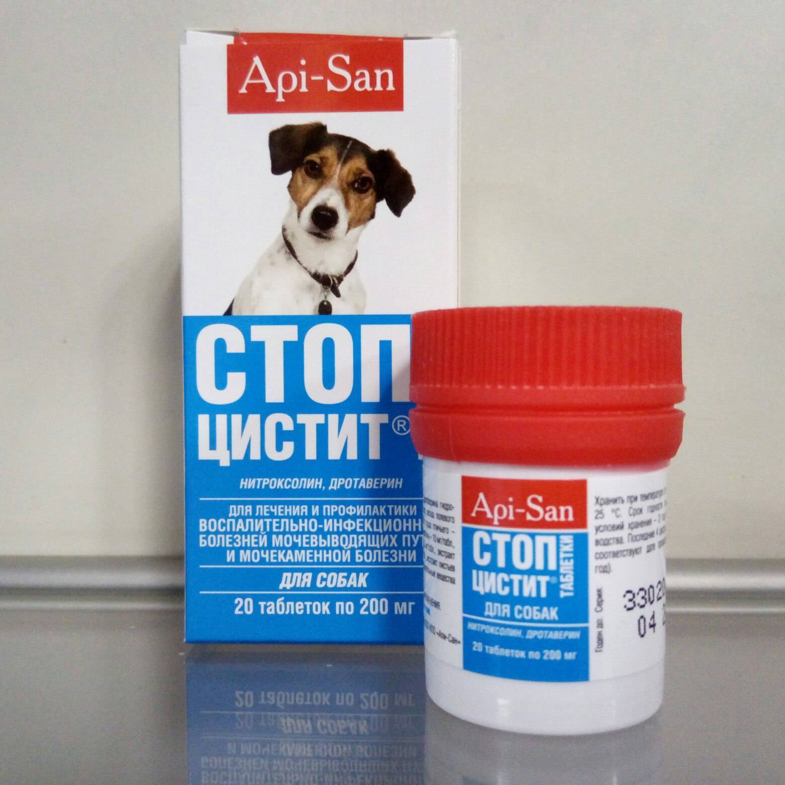 Профилактика и лечение цистита у собак