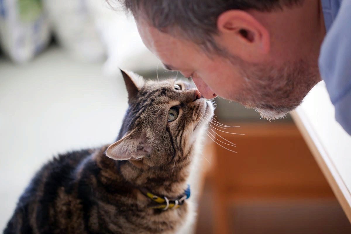 Как понять что кошка любит хозяина: мурчание, топтание
