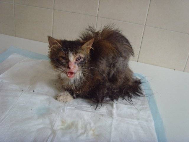 Симптомы панлейкопении у котят и взрослых кошек, пути заражения вирусом, инкубационный период и лечение
