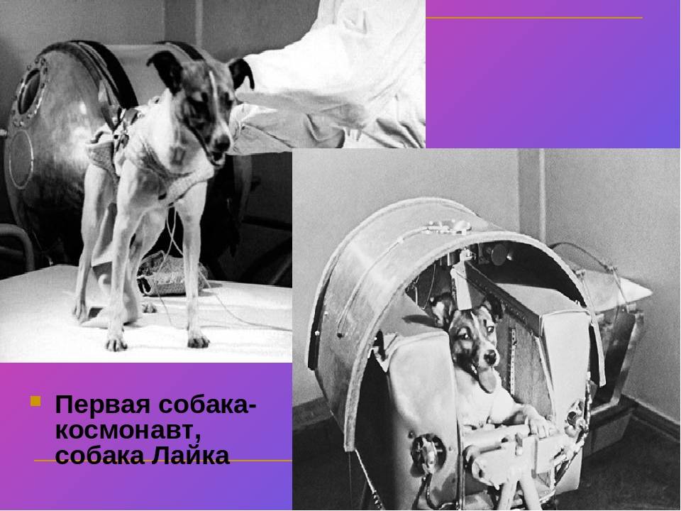 1 собака космонавт