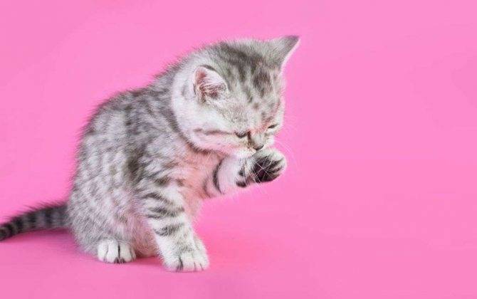 Какие породы кошек участвуют в рекламе вискас? шотландские прямоухие кошки - твой питомец