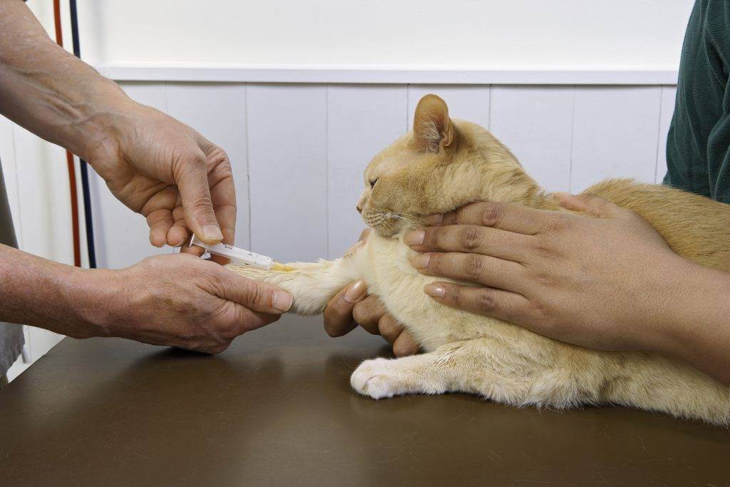 Гемобартонеллез у кошек: причины, симптомы, методы диагностики и особенности лечения