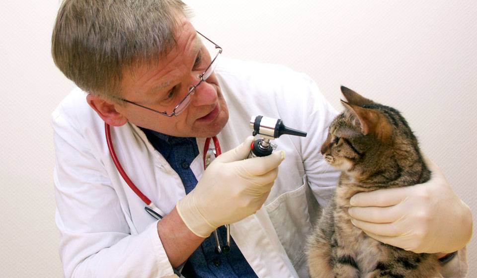 Прививка коту первая