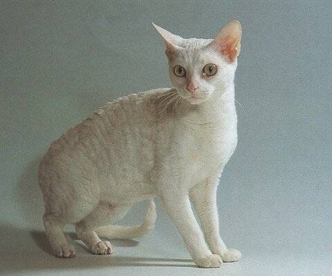 Немецкий рекс-30 фото, описание характера и внешности, котята