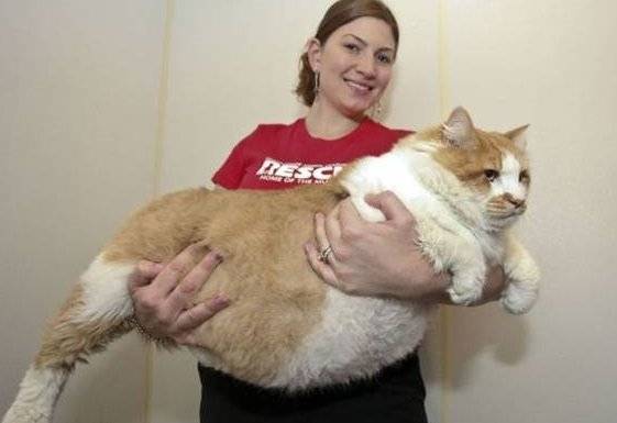 Рейтинг толстых котов и кошек – вес самого толстого кота в мире