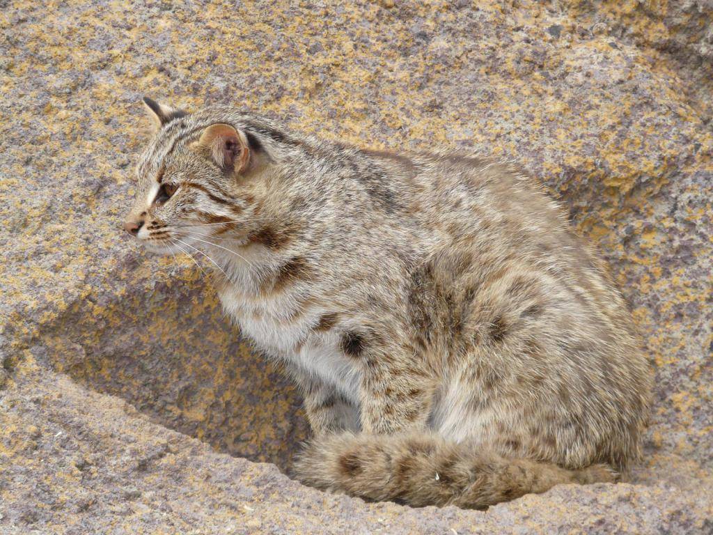 Амурский лесной кот – совершенное создание, подвид бенгальской кошки