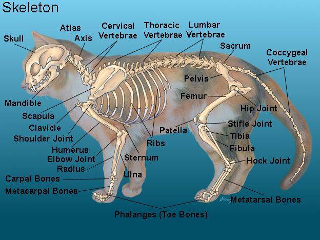 Особенности строения кошачьего скелета