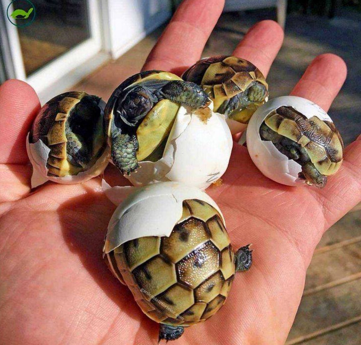 Чем можно кормить сухопутных черепах, что едят черепахи