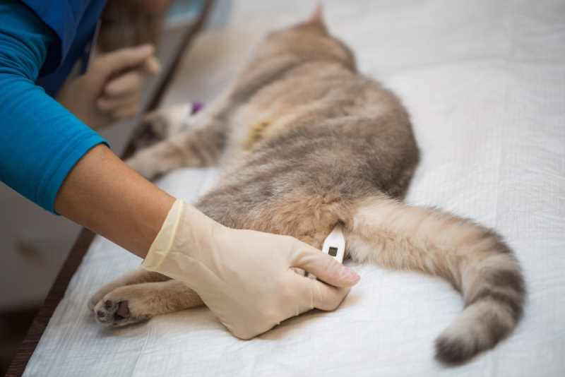 Умер котенок: причины смерти новорожденных и малышей постарше, как помочь животному