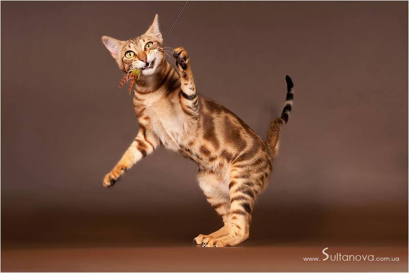 Соукок – лесная кошка из кении